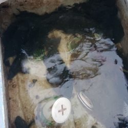 シースナイパー海龍 釣果