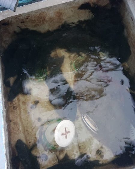 シースナイパー海龍 釣果