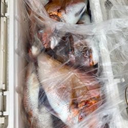 龍神丸(鹿児島) 釣果