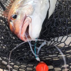 龍神丸（鹿児島） 釣果