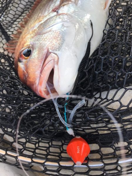 龍神丸（鹿児島） 釣果