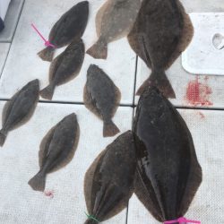 遊漁船メテオ 釣果