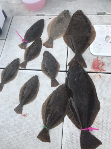 遊漁船メテオ 釣果