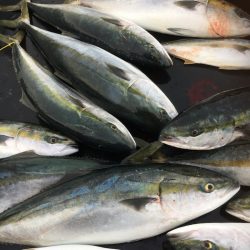 海楽隊 華栞丸 釣果