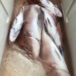 第二八坂丸 釣果