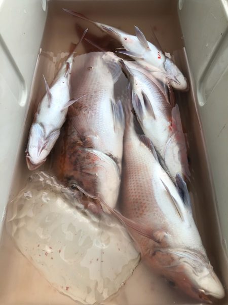 第二八坂丸 釣果