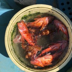 丸万釣船 釣果