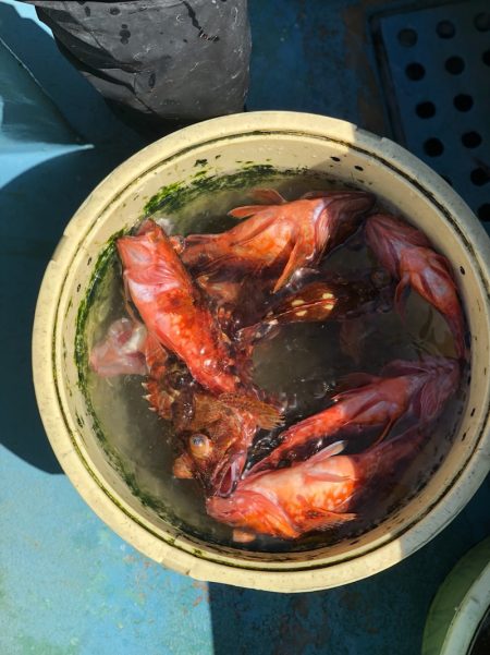 丸万釣船 釣果