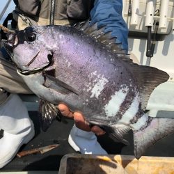 あみや渡船 JIGBOY 釣果