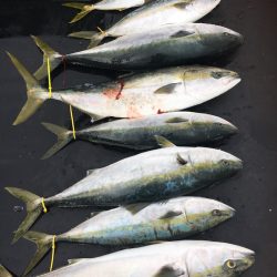 海楽隊 華栞丸 釣果