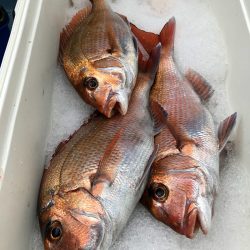 第二八坂丸 釣果