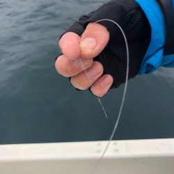 「LaGooN」蒼陽丸 日和号 釣果