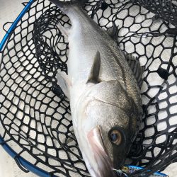「LaGooN」蒼陽丸 日和号 釣果