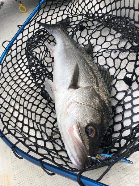 「LaGooN」蒼陽丸 日和号 釣果