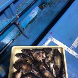 ヤザワ渡船 釣果