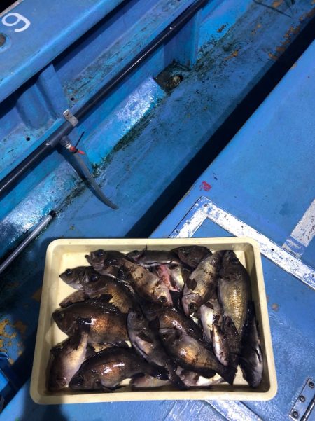 ヤザワ渡船 釣果