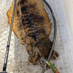 「LaGooN」蒼陽丸 日和号 釣果