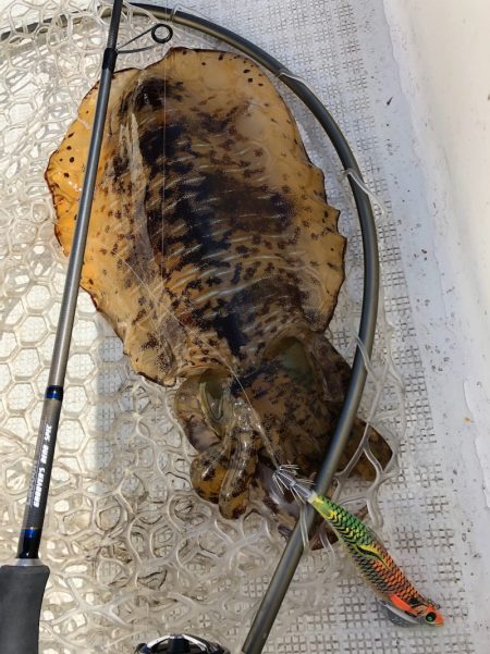 「LaGooN」蒼陽丸 日和号 釣果