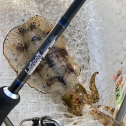 「LaGooN」蒼陽丸 日和号 釣果