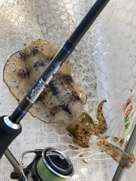 「LaGooN」蒼陽丸 日和号 釣果