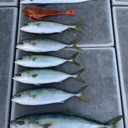 SeaRide(シーライド) 釣果