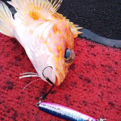 光生丸 釣果