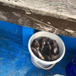 海龍丸（石川） 釣果