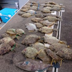 ブルースフィッシングサービス 釣果