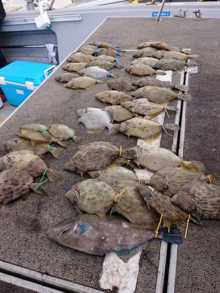 ブルースフィッシングサービス 釣果