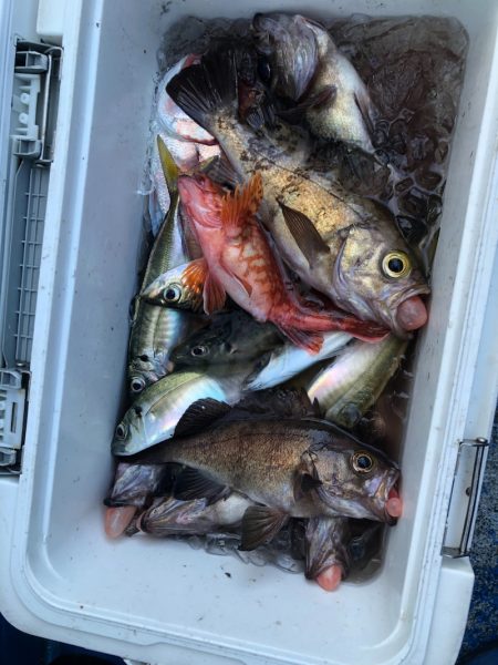 海龍丸（石川） 釣果