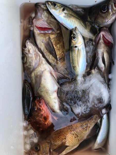 海龍丸（石川） 釣果