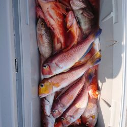 エンペラー 釣果