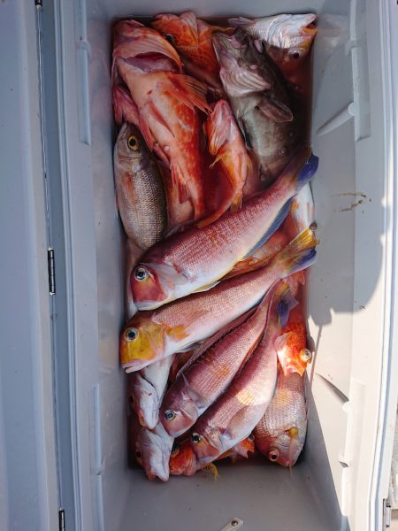 エンペラー 釣果