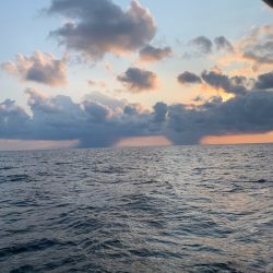 シーランチ 釣果