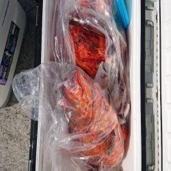 エンペラー 釣果