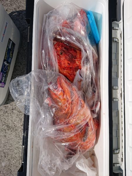 エンペラー 釣果