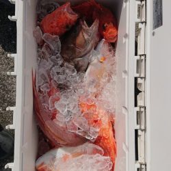 エンペラー 釣果