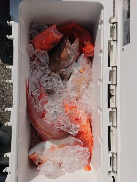 エンペラー 釣果