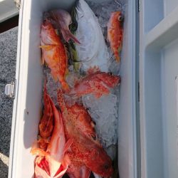 エンペラー 釣果