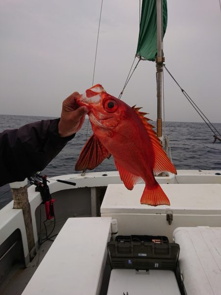 エンペラー 釣果