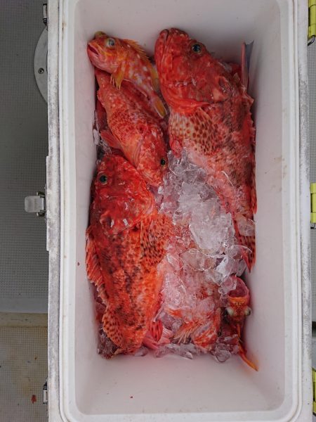 エンペラー 釣果