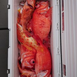 エンペラー 釣果