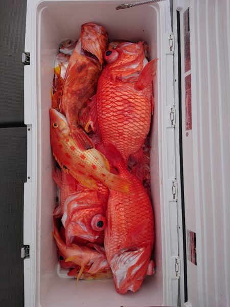 エンペラー 釣果