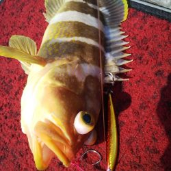 光生丸 釣果