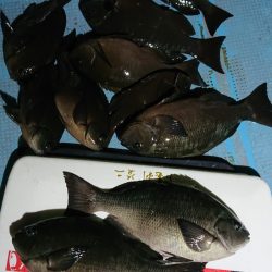 シースナイパー海龍 釣果