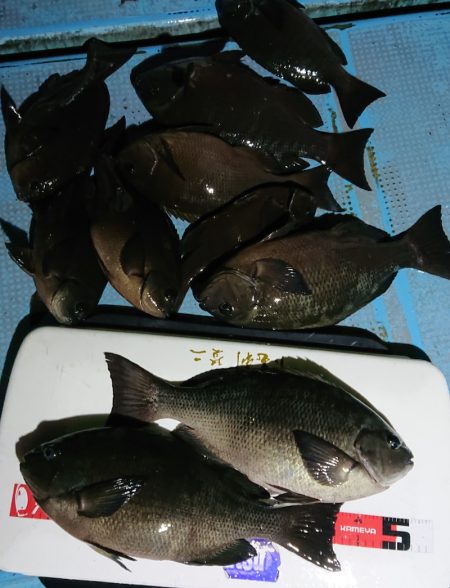 シースナイパー海龍 釣果