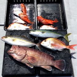 渡船屋たにぐち 釣果