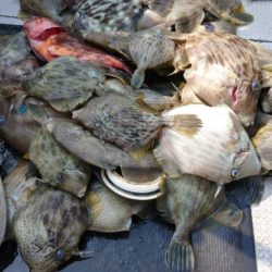 ブルースフィッシングサービス 釣果