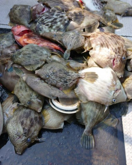 ブルースフィッシングサービス 釣果