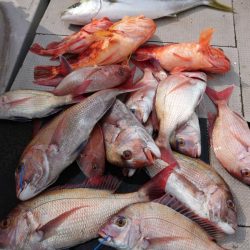 ブルースフィッシングサービス 釣果